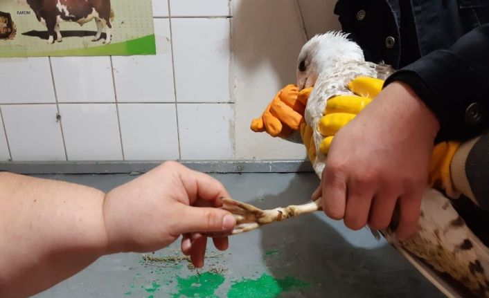 Yaralı martı tedavi altına alındı