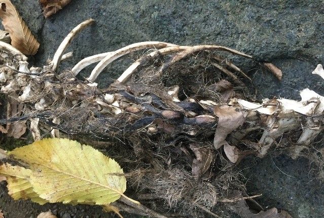 1,5 metre uzunluğunda, 2 ayaklı hayvan iskeleti ‘Su Samuru’na ait çıktı