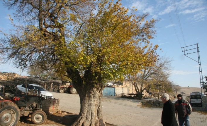 500 yaşında olduğu tahmin edilen dut ağacı koruma altına alındı