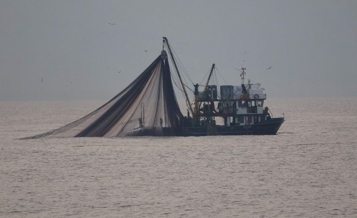 Bu sezon bol ancak istenilen irilikte olmayan hamsi için "1 yıl avlanmasın" önerisi