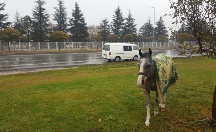Hayvanseverin dikkati atı ölümden kurtardı