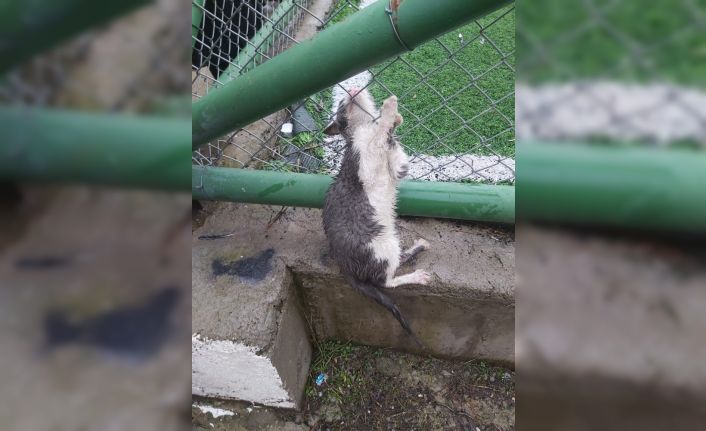AFAD gönüllüsü ve arkadaşı başı tel örgüde sıkışan kediyi kurtardı