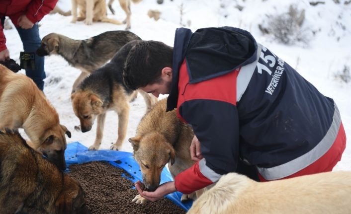 Ankara Büyükşehir Belediyesi sokak hayvanları için ilk kez hizmet içi eğitim çalışması başlattı