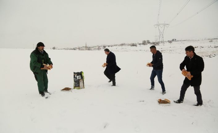 Başkan Cabbar, hayvanlar için doğaya yiyecek bıraktı