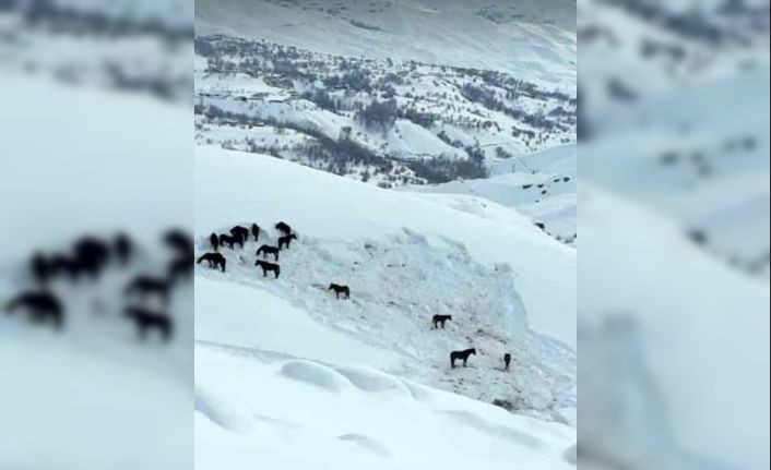 Hakkari’de at sürüsü ölüme terk edildi