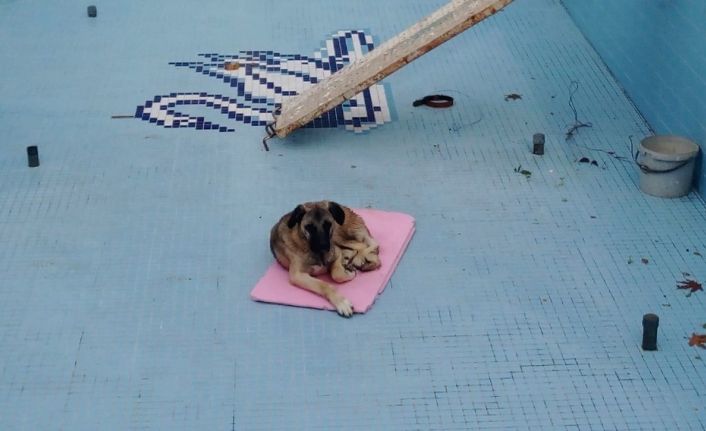 Havuza düşen köpeği işçiler kurtardı