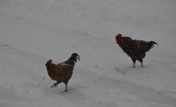 Hayvanların karla mücadelesi