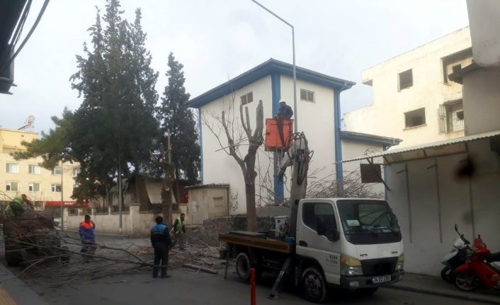 -Kilis’te cadde ve yollardaki ağaçların budanmaya devam ediliyor