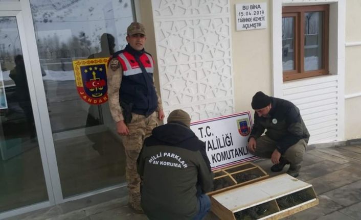 Van’da 75 Common Myna kuşu ele geçirildi