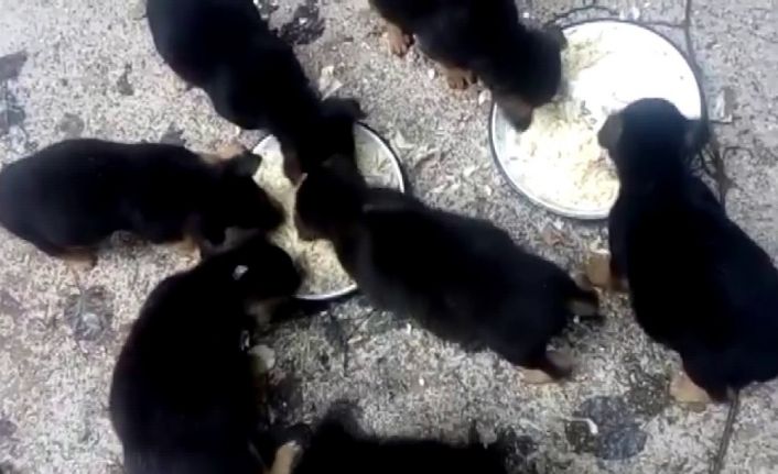 Derme çatma yuvada ölü bulunan sokak köpeklerinin son görüntüleri ortaya çıktı