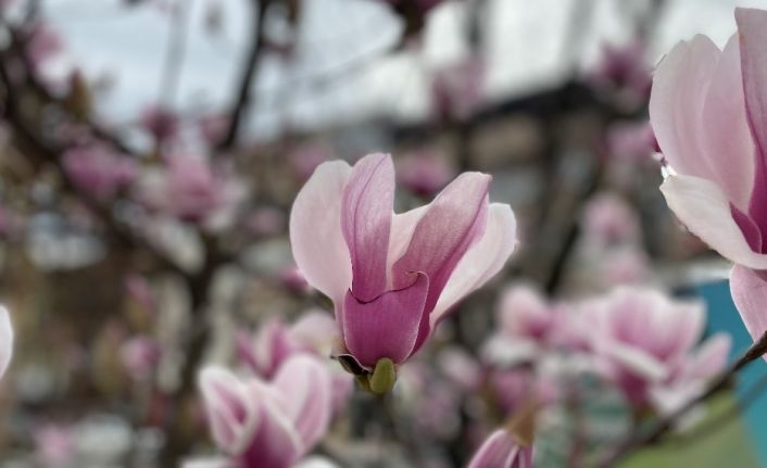 Ağaçlar çiçek açtı, Düzce’ye bahar geldi