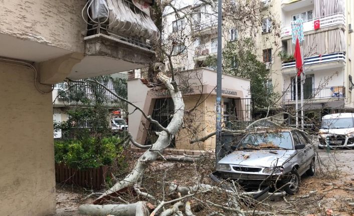 Çürüyen 250 yıllık çınar ağacı devrildi