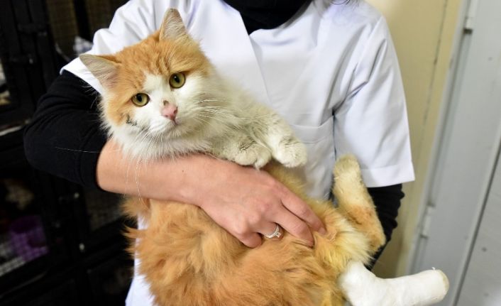 Duyarlı Eskişehir halkı engelli 32 kedi ve köpeği sahiplendi