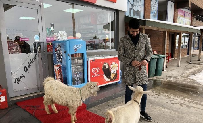 İş yerinde iki keçi besliyor