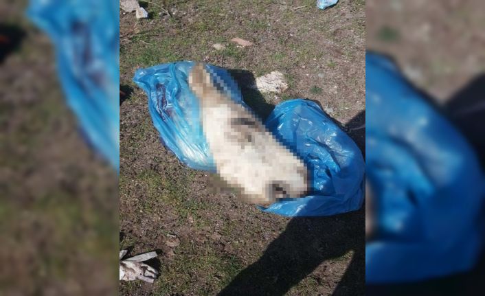 Kaçak hayvan eti operasyonunda 2 kişiye 27 bin 868 TL para cezası kesildi