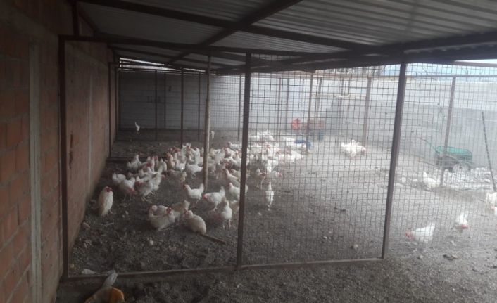 Kamyonetle canlı tavuk satan şahsa 10 bin TL para cezası kesildi