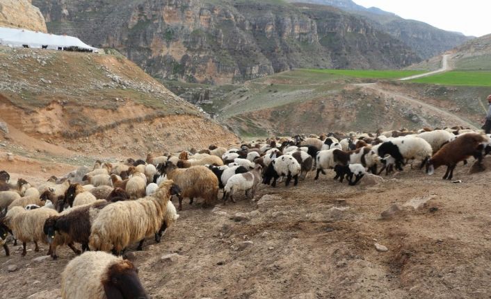 Kuzular anneleriyle buluştu, ortaya renkli görüntüler çıktı