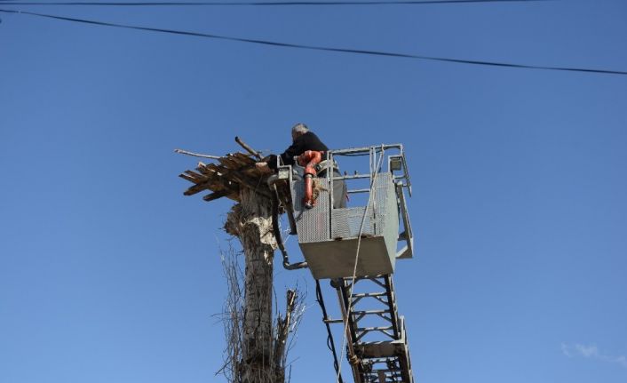 Muhtar leylek yuvasını tamir etti