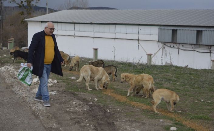 Tavşanlı’da sokak köpeklerini kısırlaştırma alanı yapılıyor