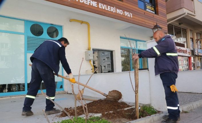Vişnelik Mahallesi vişne ağaçları ile anılacak