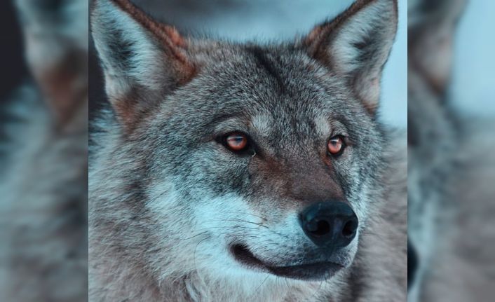 Yaban hayatında kurtlarla yan yana bir genç