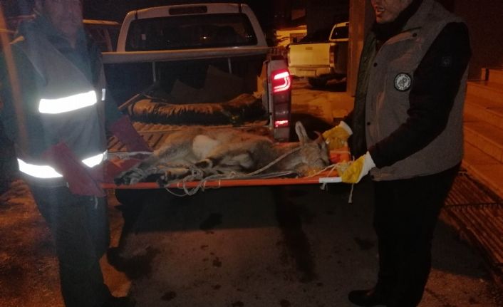 Yaralı yavru yaban keçisi yeniden yaşam alanında