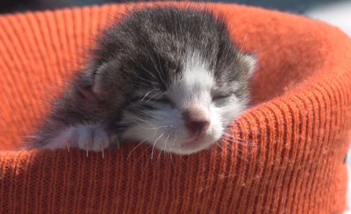 Yavru kediyi kalp masajı ve suni teneffüs yaparak hayata döndürdü