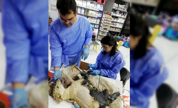 Ziftten kurtarılan kaplumbağalardan biri öldü, köpek ve diğerlerinin tedavisi sürüyor