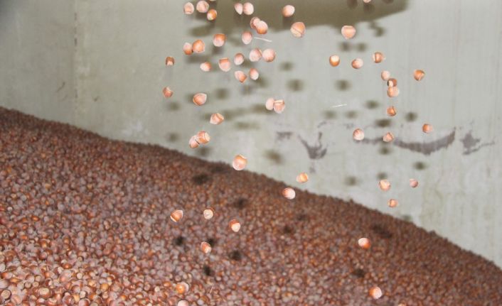 AB ülkelerine üç ayda 8 bin 752 ton 82 kilo fındık ihraç edildi