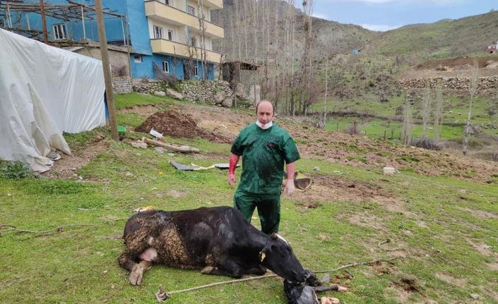 Acı içinde kıvranan ineğin doğumunu Tarım ve Orman Müdürü gerçekleştirdi