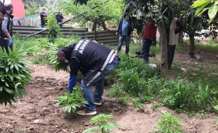 Adana’da sera içerisinde ve bahçede 186 kök Hint keneviri ele geçirildi