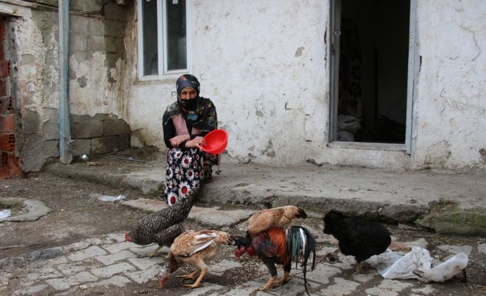 Ahırına giren vaşağın 19 tavuğunu telef ettiği kadın, yeni tavuklarına kavuşacak