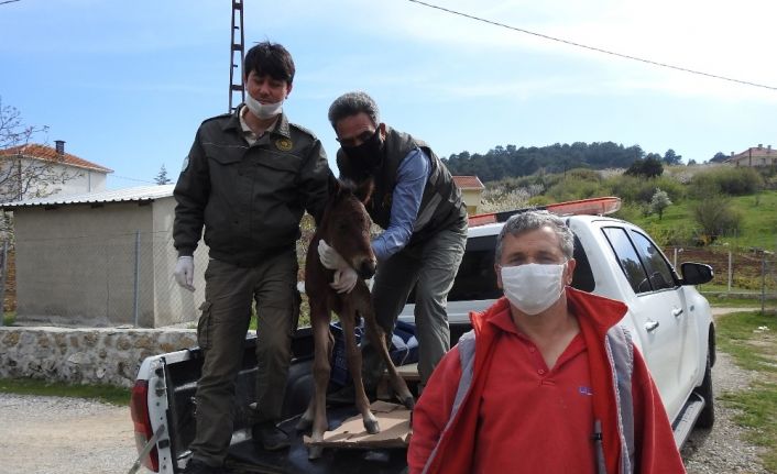 Annesinin terk ettiği yılkı tayına milli park görevlileri sahip çıktı