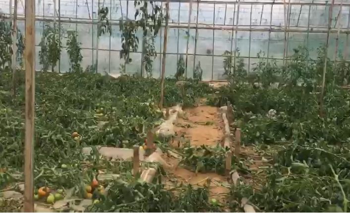 Antalya’da 2.5 dönümdeki domates fidelerini bir gecede kökünden kesip telef ettiler
