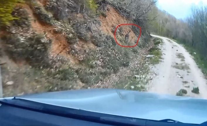 Av koruma çalışmaları esnasında ekiplere yakalanan Karaca’nın kaçış anları kamerada