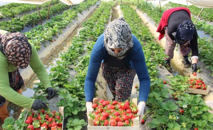 Aydın’da çilek üretimi başladı
