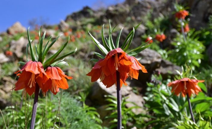 Baharın müjdecisi ters laleler Bitlis’te açmaya başladı