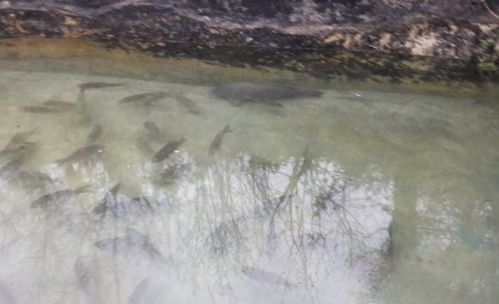 Barajda yakaladığı balıkları havuzunda stokladığı iddia edilen kişiye 10 bin lira ceza