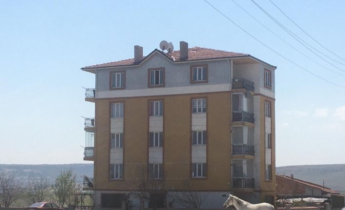 Başıboş atlara hala çözüm bulunamadı