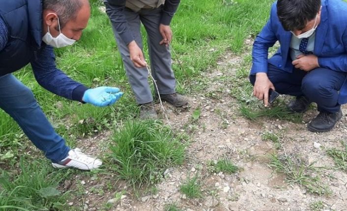 Bitlis’te çekirgeyle mücadele çalışması