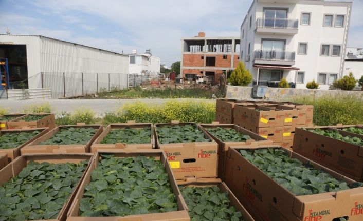 Bodrum Belediyesi korona tarım acil eylem planında ilk adımı attı