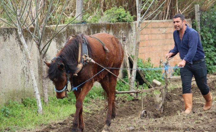 Bu da at eğitmeni, eğitimi başarı ile geçen atların fiyatı yüzde 100 artıyor