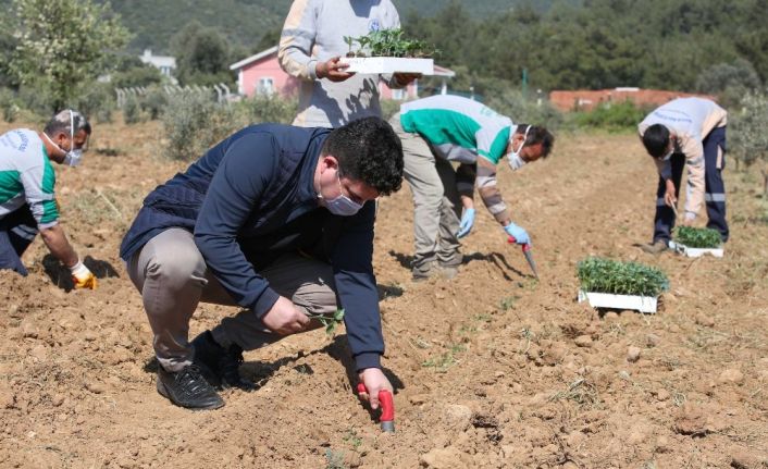 Buca’da korona virüsüne karşı gıda önlemi: 16 dönümde 40 bin fide