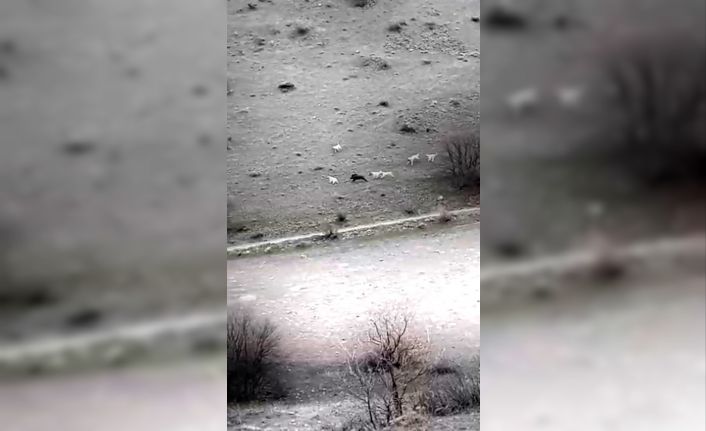Çoban köpeklerinin domuza saldırmaları kameraya yansıdı