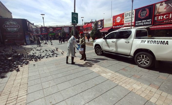 Doğa Koruma ve Milli Parklar Şube Müdürlüğü’nden güvercinlere yem desteği