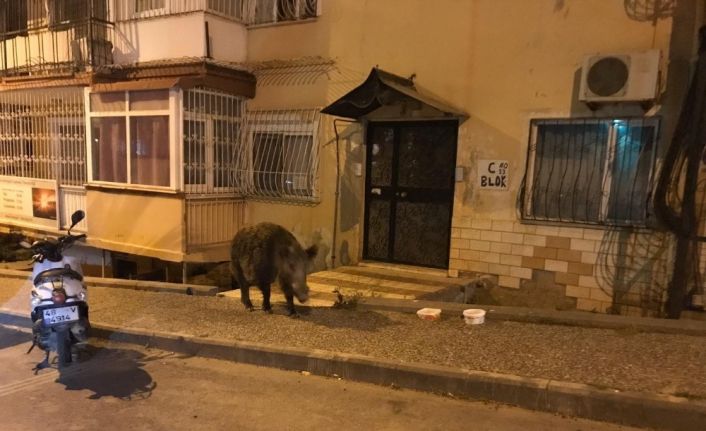 Domuza zarar gelmesin diye polisten yardım istedi