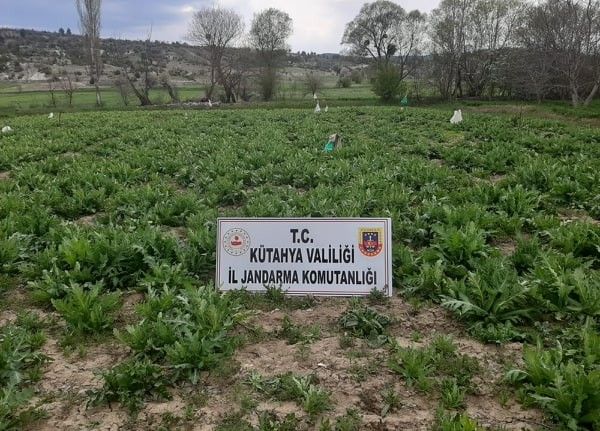 Emet’te 55 bin 500 kök kaçak ekilmiş haşhaş bitkisi ele geçirildi