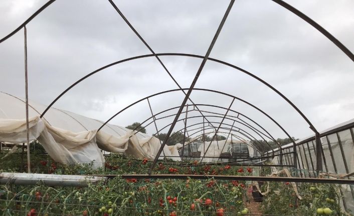 Gece 3’e kadar nöbet tutup sabah seranın yerle bir olduğunu gördü