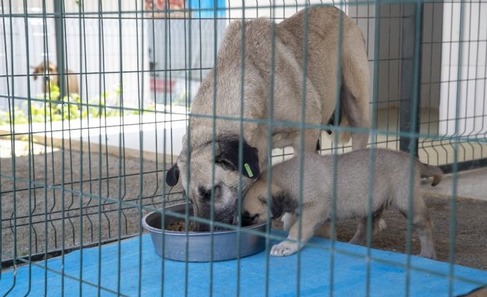 Hayvan bakımevleri ziyarete kapatıldı