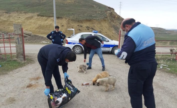 Horasan Belediyesi’nden sokak hayvanlarına mama ve su desteği